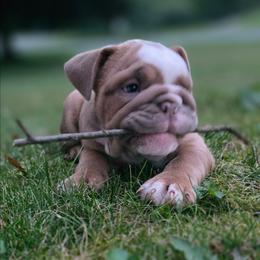 Jack - Fawn male Bulldog puppy in Harrisburg, Pennsylvania from Central PA WiggleButts Bulldogs