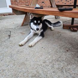 Lil Dude - Black and white Siberian Husky puppy in Russellville, Alabama from Heart of Dixie Husky Kennels