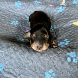 Piano - Black and cream female Dachshund puppy in Wolf Lake, Indiana from Canisteo Dachshunds