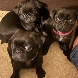 Pug Puppies from Double Dutch Pug Co.