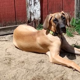Great Danes from M&J Danes