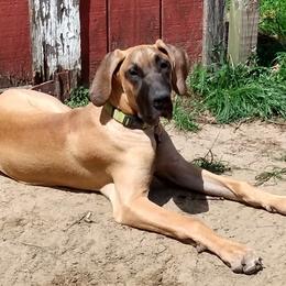 Great Danes from M&J Danes