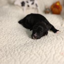 Mouse - Black and white female Bernedoodle puppy in Seffner, Florida from TOP NOTCH PUPS- BERNEDOODLE BREEDER