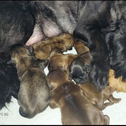 Shih Tzu Puppies from N.F.S.T Imperial ShihTzu Puppies.