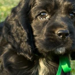 Cocker Spaniels from Blackberry Farm Cockers