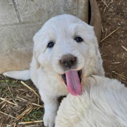 Girl 3 - White female Polish Tatra Sheepdog puppy in Lebanon, Oregon from Abbott Family Farm