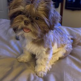 Sgt Riggs - Shih Tzu