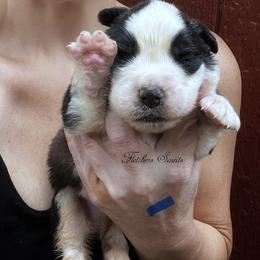 Blue Collar - Mahogany and white male Saint Bernard puppy in New Philadelphia, Ohio from Fletchers Saints
