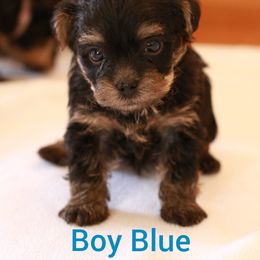 Yorkshire Terrier Puppies from JosRora Yorkies