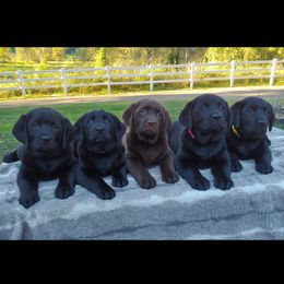 Labrador Retriever Puppies from White River Labradors