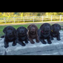 Labrador Retriever Puppies from White River Labradors