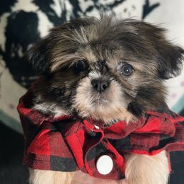 Boy 1 - Black and white male Shih Tzu puppy in Marion County, Tennessee from Jenkins Puppy Paradise