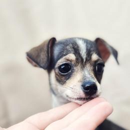Lesley - Sable spotted white female Chihuahua puppy in Alvord, Texas from Gift of Gods Favor