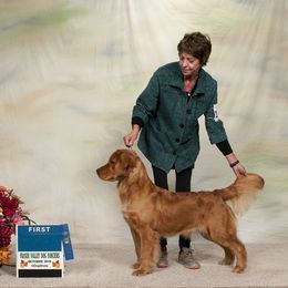 Bella - Golden Retriever