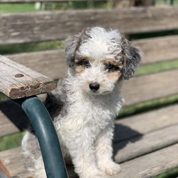 Aussiedoodle Puppies from Backyard Doodles