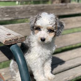 Aussiedoodle Puppies from Backyard Doodles