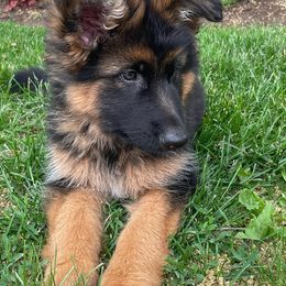 German Shepherds from Wilhendorf German Shepherd Dogs