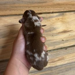 Daisy's female dapple 2 - Dapple female Dachshund puppy in Rattan, Oklahoma from Burgett’s Barnyard Dachshunds