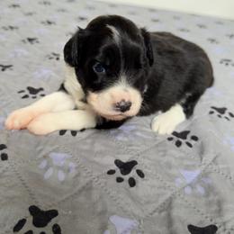 Girl 3 - Black and white female Aussiedoodle puppy in Martin County, Florida from Biggie Ranch
