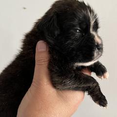 Boxer Puppies from Von Royal Dell’Infinite