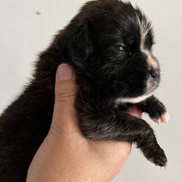 Boxer Puppies from Von Royal Dell’Infinite