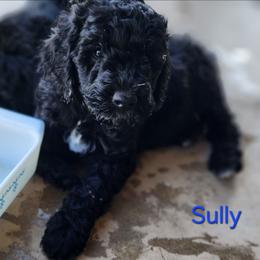 Sully - Black male Goldendoodle puppy in Goodyear, Arizona from The Earl Dood(le)s