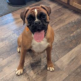 Ruby - Boxer