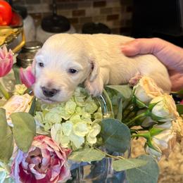 Prince Caspian - Cream male Dachshund puppy in El Cajon, California from Lisa Buxton