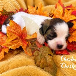 Chestnut (Chester) - White and sable male Papillon puppy in Coatesville, Indiana from Wendy’s Wings