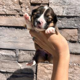 Bubba - Sable male Pembroke Welsh Corgi puppy in Benjamin, Utah from Nuna’s  Corgis
