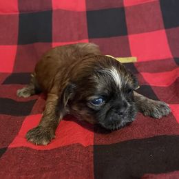 Faithful-Yellow - Red female Shih Tzu puppy in Clarksburg, West Virginia from Pilgrim Shih tzu