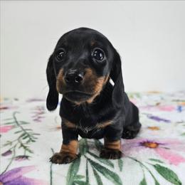 Black and tan female 3208.56 - Black and tan female Dachshund puppy in Belle Rive, Illinois from Akin's Miniature Dachshunds, LLC