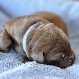 Labrador Retriever Puppies from Loudon's Labradors
