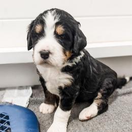 Yellow - Tri-color female Bernedoodle puppy in Marne, Michigan from MI Doodles