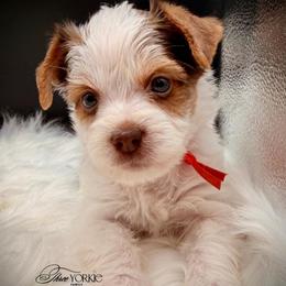 Chocolate Girl orange - Parti female Yorkshire Terrier puppy in Machesney Park, Illinois from Three Yorkie Family