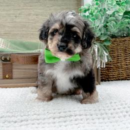Marty - Merle male Bernedoodle puppy in Statesville, North Carolina from Doodle Babies