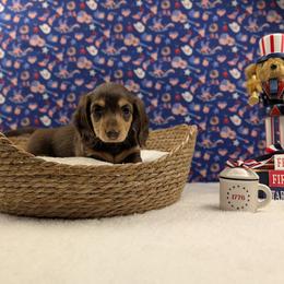 Ada-Reserved - Chocolate and tan female Dachshund puppy in Dothan, Alabama from Hot Diggity Doxies of Dothan