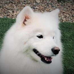 Shimmer - Samoyed