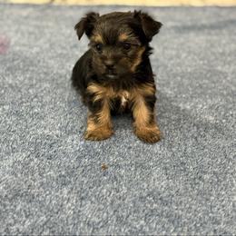 Girl 2 - Black and tan female Yorkshire Terrier puppy in Zebulon, North Carolina from Eastern Wake Yorkies