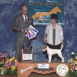 Parson Russell Terrier All Grown Up from Thunder Hill Terriers