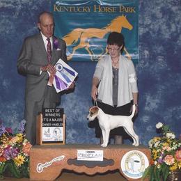 Parson Russell Terrier All Grown Up from Thunder Hill Terriers
