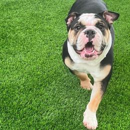 Luna - Bulldog
