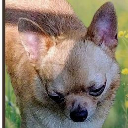 Pappi's Luv - Chihuahua