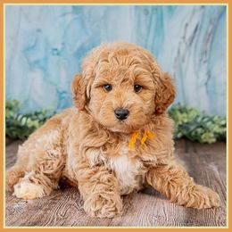 Jesse - Red  male Goldendoodle puppy in Connersville, Indiana from Deaz Doodle Ranch