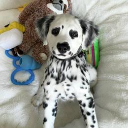 Dalmatian Puppies from Spotted Jewels Dalmatians