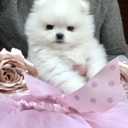Pomeranian Puppies from Bon Bon Poms