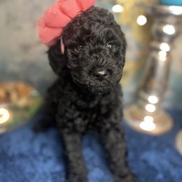 Honeydew and Cantaloupe - Black Goldendoodle puppy in Charlotte, North Carolina from Ben and Jerry Doodles