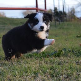 Australian Shepherd Puppies from Spotted Mule Aussies