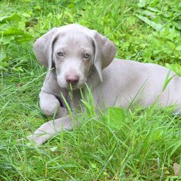 Weimaraner Puppies from Always Faithful Weimaraners