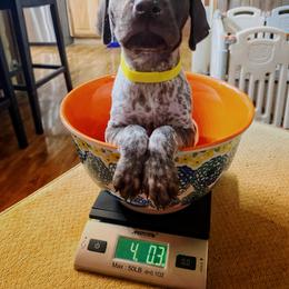 German Shorthaired Pointer Puppies from Hardwood Kennels